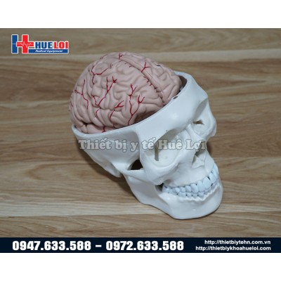 Mô hình giải phẫu hộp sọ và não bóc tách được các chi tiết 